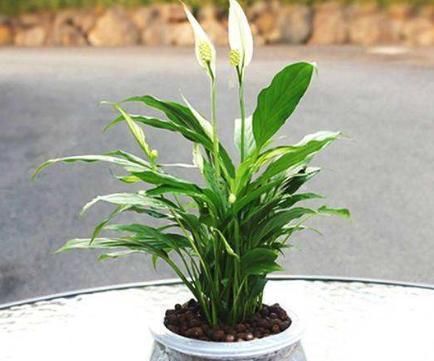 『栽培』难得一见植物“仙人山”开花,大叔讲出栽培秘诀