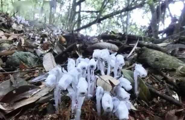  [冥界]如水晶般神秘花朵，无需光合作用，像黑暗中发出亮光，有“冥界之花”之称