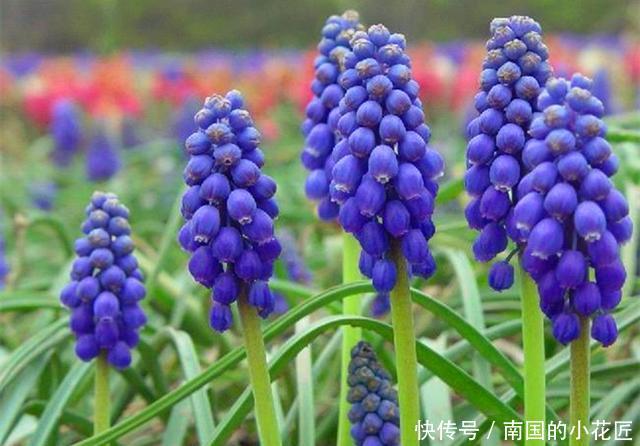  『奇异』这些百合科的植物，真的很少见，种上几盆，美丽而奇异