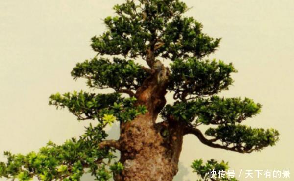  「老师傅」家中有“4种”树，耐旱又好养，财源滚滚来，老师傅一看就懂！