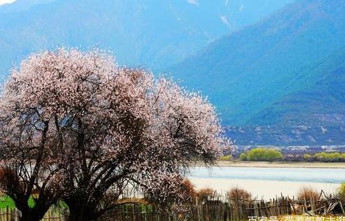 中古最美的春天，了解一下！