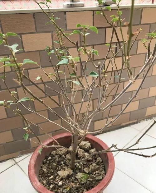  「三角梅开花」三角梅满树绿叶，就是不开花，“控水虐花法”，三角梅花芽猛冒