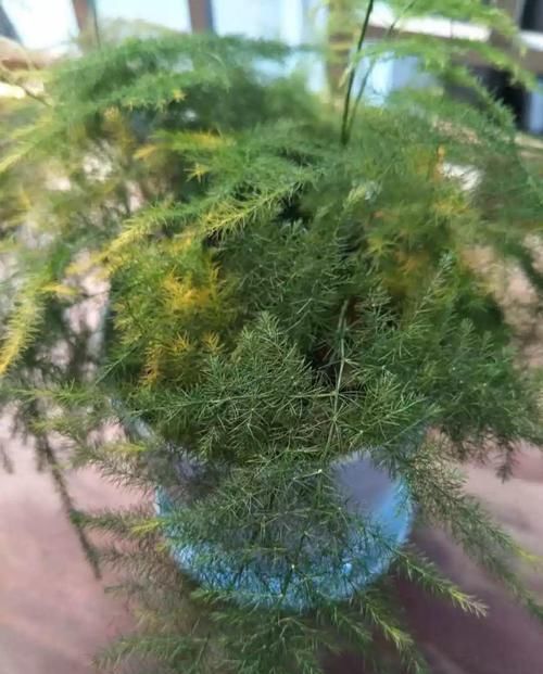  幸福树@这4种花最怕二手烟，连着熏两天，叶子花花往下掉！