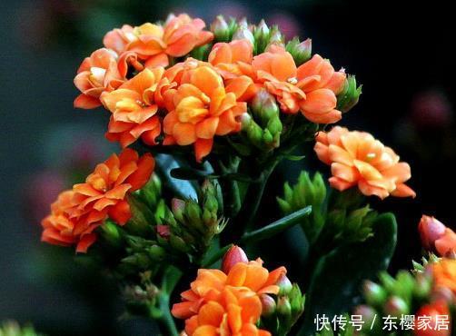 「抓紧」盆栽4种花卉要“狠心”，现在得抓紧“理发”，从头再来更旺盛