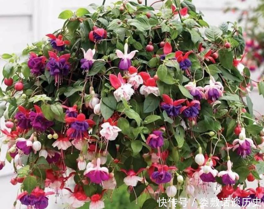 随便■春天“4种花”随便养,长得快开花多,阳台养成“小花园”!