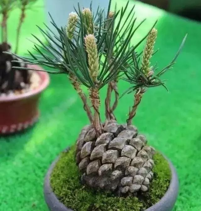 自然界的奇观;建设在悬崖下的小镇、可以自行浇灌的沙漠大黄。
