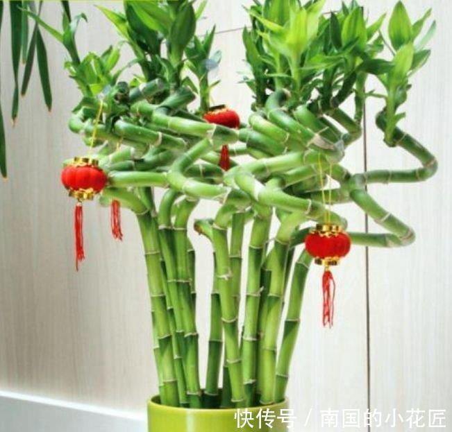 【质量】养花就养这几款,夜间释放氧气,改善睡眠质量,心情越来越好