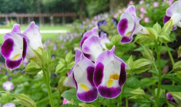  漂亮■夏天就养2种花，耐旱又耐晒，花开就爆盆，漂亮又好养，值得拥有
