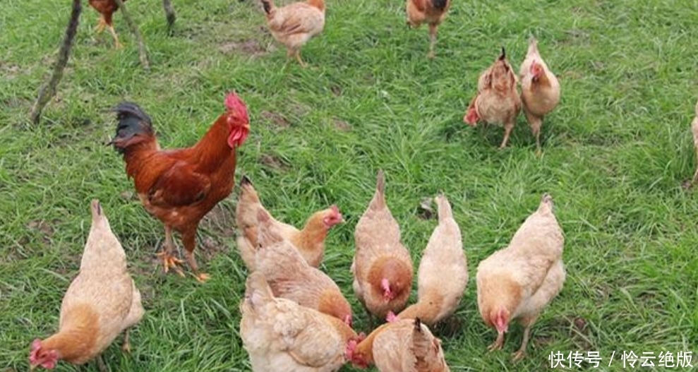  #儿子#农村留守老人养鸡“秘籍”，比打工的儿子还赚得多