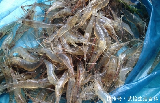  小龙虾@河流中的小虾米，市值一斤50元，农民：养它还不如养小龙