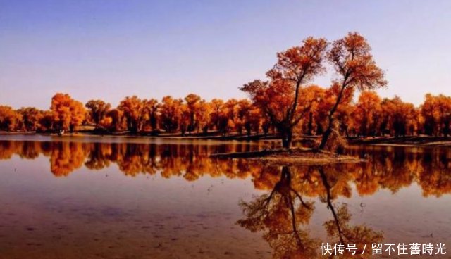  [新疆]中国胡杨在新疆，新疆胡杨看沙雅，沙雅胡杨甲天下！