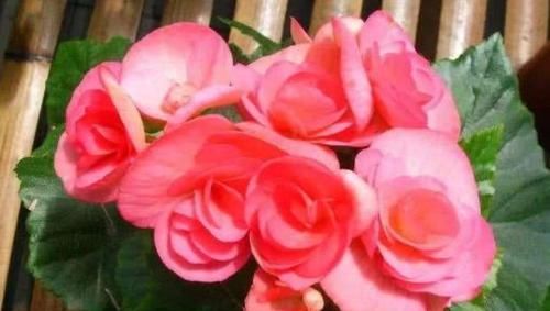  开爆@阳台养这些花卉，花开美观又大气，花色鲜艳花期长，轻松开爆盆