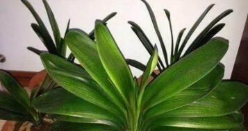  家里养■2种花卧室、客厅都能养，养1盆，家“病菌”少，大人孩子身体好