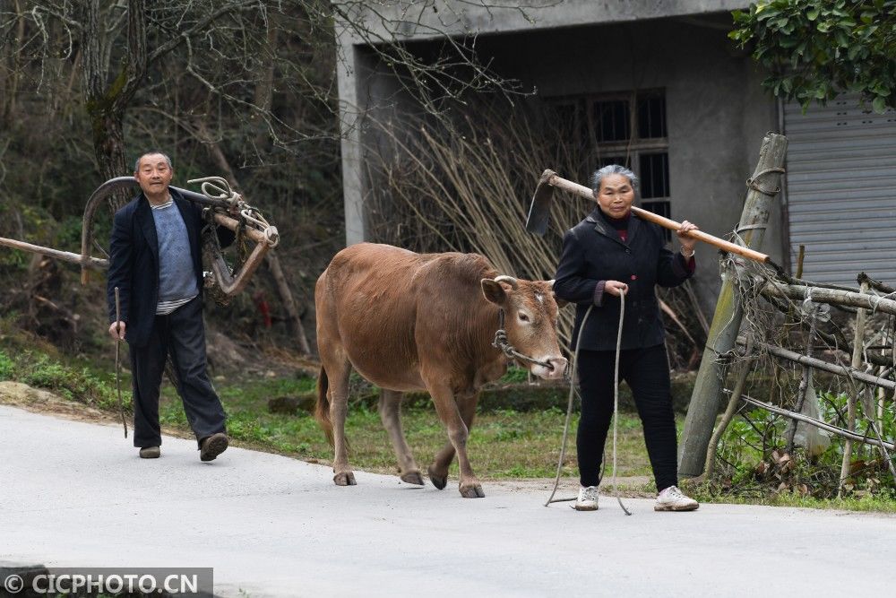  山东省|防疫不误农时 全国各地奏响春天“交响曲”