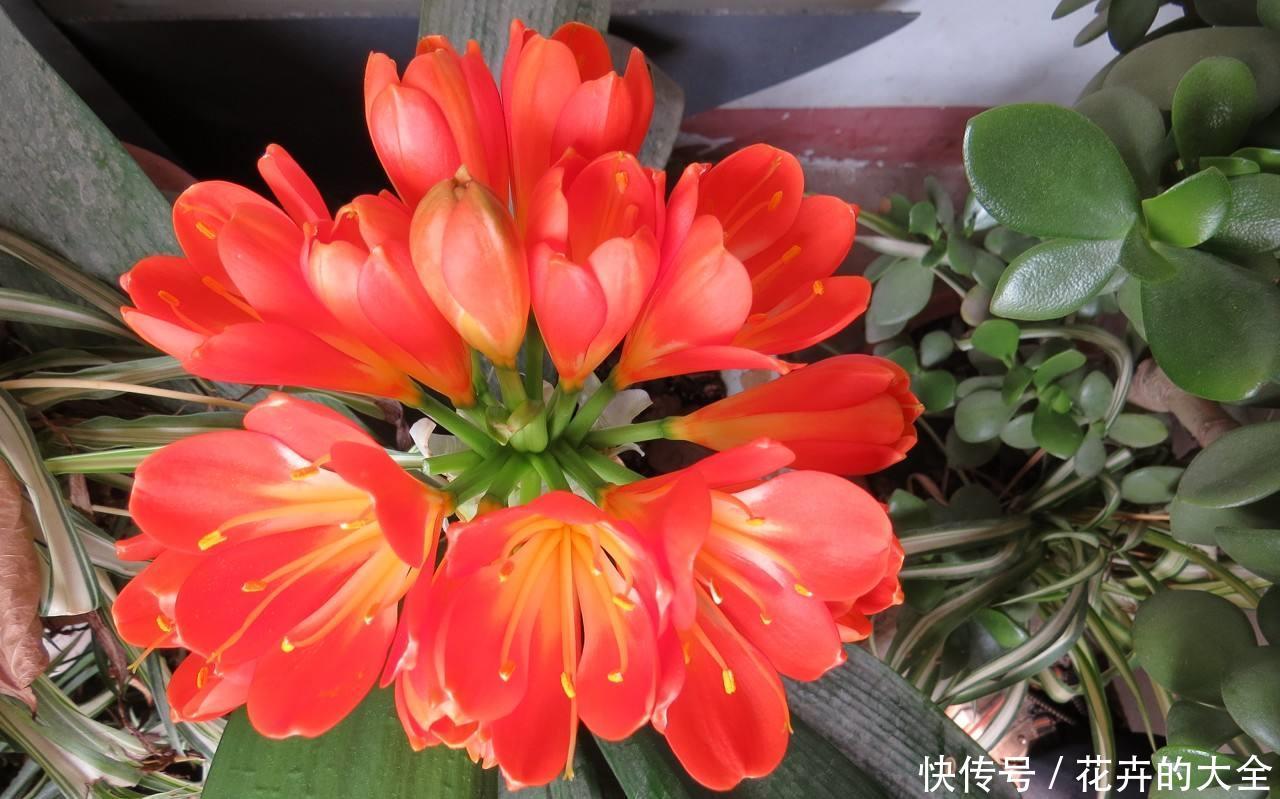  金钱树：“3种花”，适合客厅养，观赏性强，寓意好，我就养了