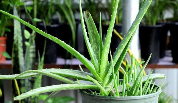  越养越■这3种植物虽然“丑”，却是天然“空气净化器”，越养越值钱