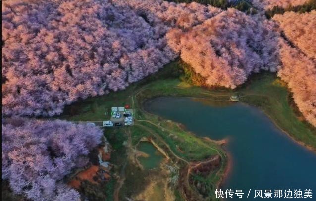 全球最大的樱花基地,不在日本在中国,盛开之际足以惊艳全世界