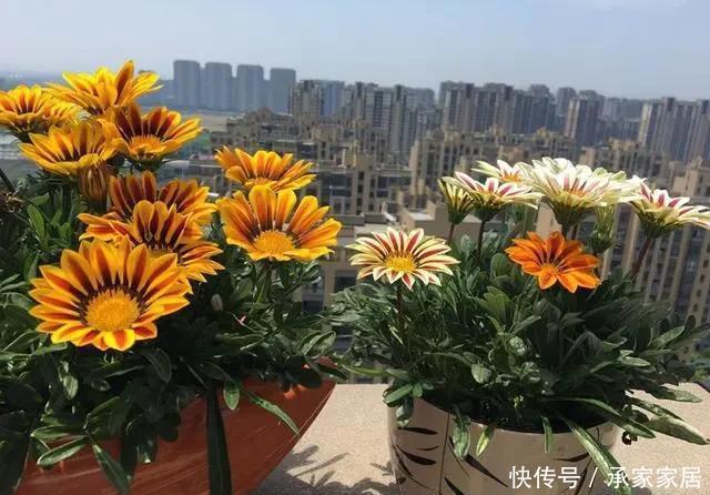  长寿花|春天这5种花要经常“掐尖”，越掐长得越旺，入夏开花量翻倍