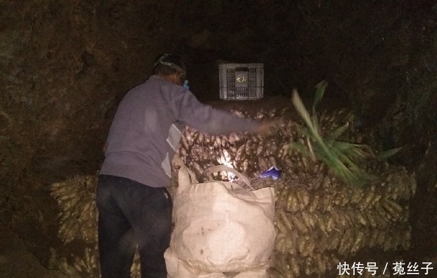 农民不种大蒜种这货，一亩地产6500斤，3元一斤的市场价年入2万元