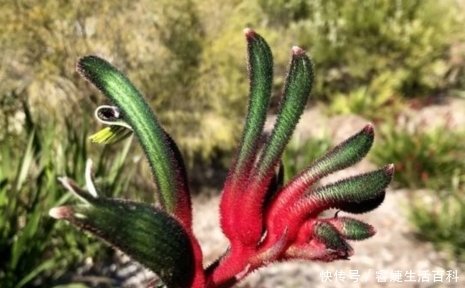  「熟知」请熟知并重视此物，它真的稀罕，很多地方都遇不到，价