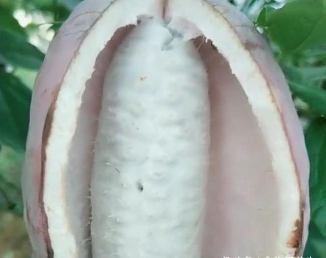  #药食#农村漫山遍野的“它”是一种药食两用的水果，一斤20元需