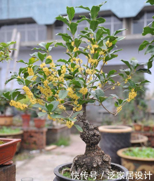  『桂花新芽出』桂花新芽呼呼冒？3个要点要记牢，缺少一个死翘翘