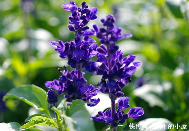  「鼠尾草」看这些花的名字，以为是野草，没想到开花后，有的优雅有的可爱
