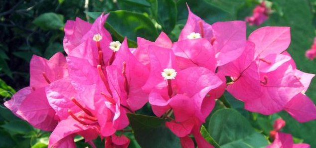  『阳光』这几种花卉适宜夏季种，爆盆快！快速让您阳台浪漫满屋、花香四溢