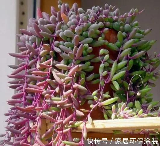  阳光|3月扦插这种花，生根之后就疯长，25天长满盆，叶片独特又漂亮