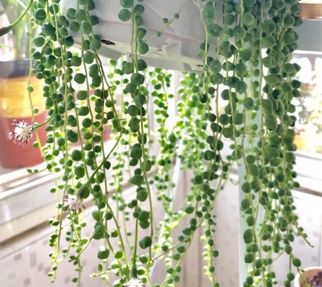  [窜成]18种花，挂窗台窜成绿窗帘，天热了遮阴真凉快！