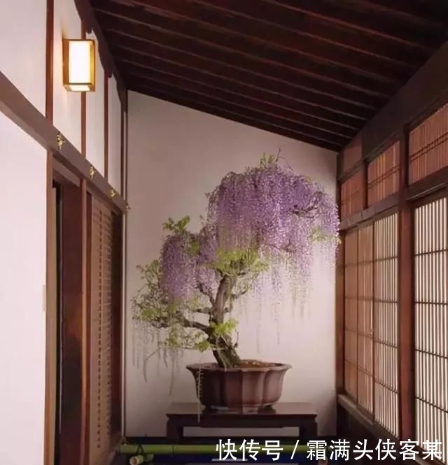  [栽种盆景]玩盆景，已成为当下追求高品质生活的一股潮流