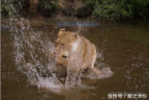 『打架』两只母狮一言不合就打架,上秒还在喝水,下秒就把同伴按进水里