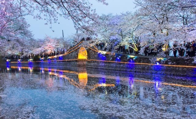  【樱花盛开】国内两大5A级景区，争“世界三大赏樱基地”称号，谁才名副其实？