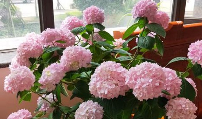  养花：家庭养花，最受欢迎的4种花，花朵硕大、花期长，一养就美爆！
