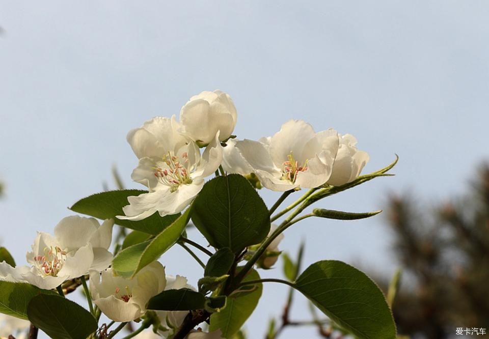  【梨花】【春龙】那年梨花盛开时
