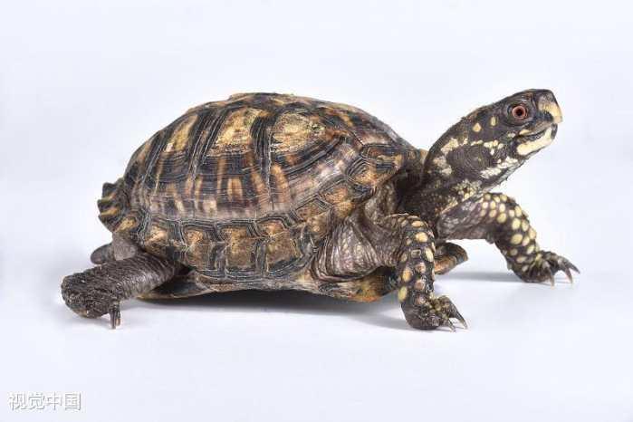 心理测试: 你认为哪只乌龟最有灵性? 测试你最