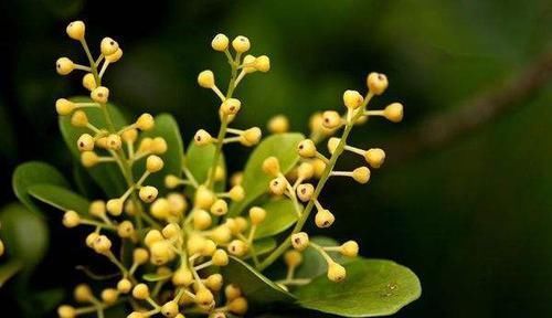  花苞：家养“米兰花”，做好三个前奏，枝繁叶茂，开花数量多