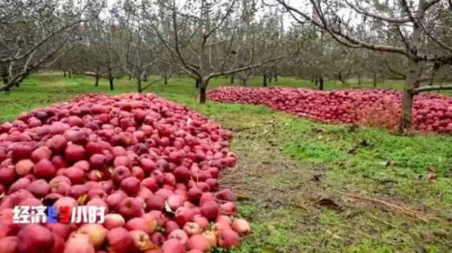  「过山车」这个主产地苹果3毛钱1斤！价格过山车究竟怎么了？