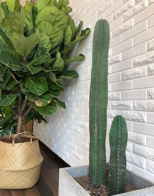  #花盆#室内盆栽：6种耐阴花，高端上档次，叶子越长越大！