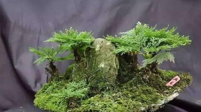  「几十块」这种“植物”农村山上非常多，城里卖几十块，三个月