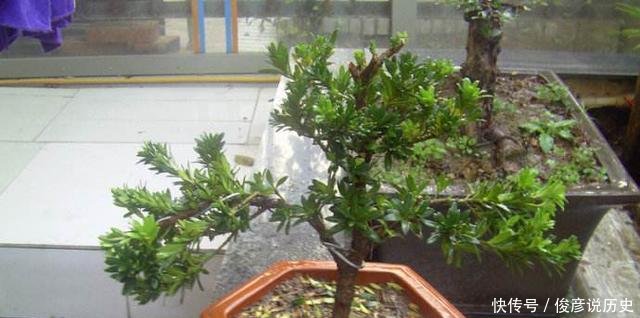  枝条■种棵罗汉松，招财又长寿，嫌太贵自己种，一根枝条就能活！