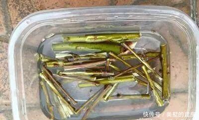 生根水@8月养吊兰,浇水加点“它”,根系发达长势旺,一个月蹭蹭长爆盆