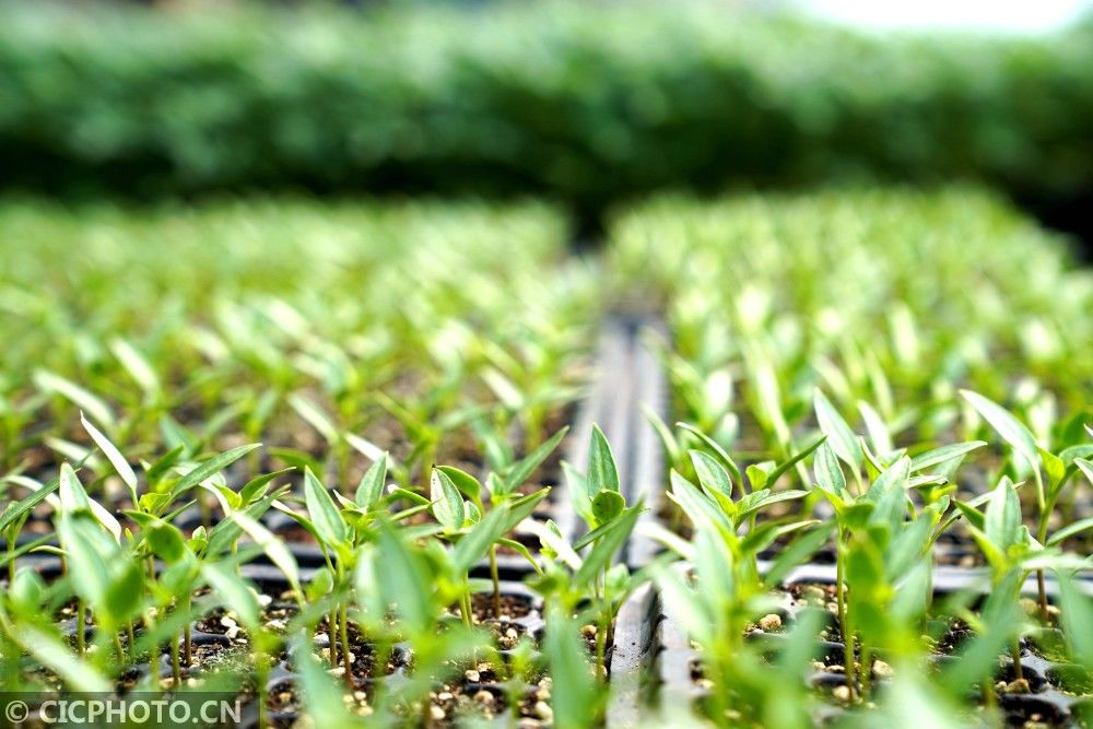  山东省|防疫不误农时 全国各地奏响春天“交响曲”