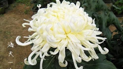  『喜欢』喜欢菊花，就养盆“菊花精品”海天一色，开花不停，爆盆好养