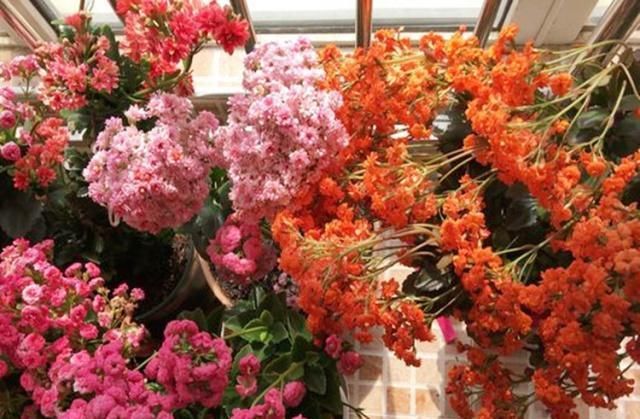  家里：给长寿花来点“补品”，花开色艳，开成大花球！