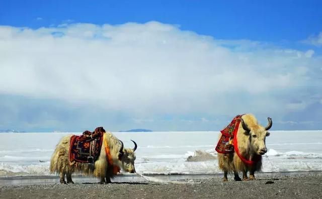 去了西藏，还想再去一次的理由