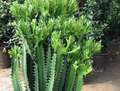  『仙人掌科植物』龙骨、量天尺、令箭荷花，是同一种植物吗？养护方法有什么不同？