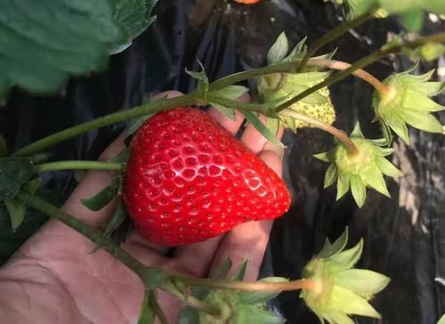  摘果|砂糖橘跌落神坛，收购价从5元一斤跌至1元一斤，果农还会继