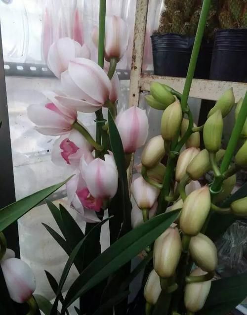  『花型』此花寓意美好，花型独特，品种繁多，适合家庭养护观赏