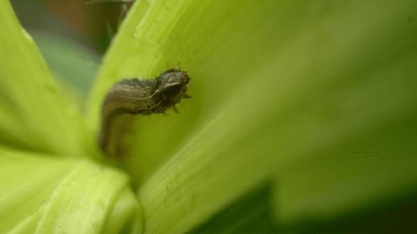  [农业农村部]紧急行动！沙漠蝗入侵云南，还有更严重的“幺蛾子”！